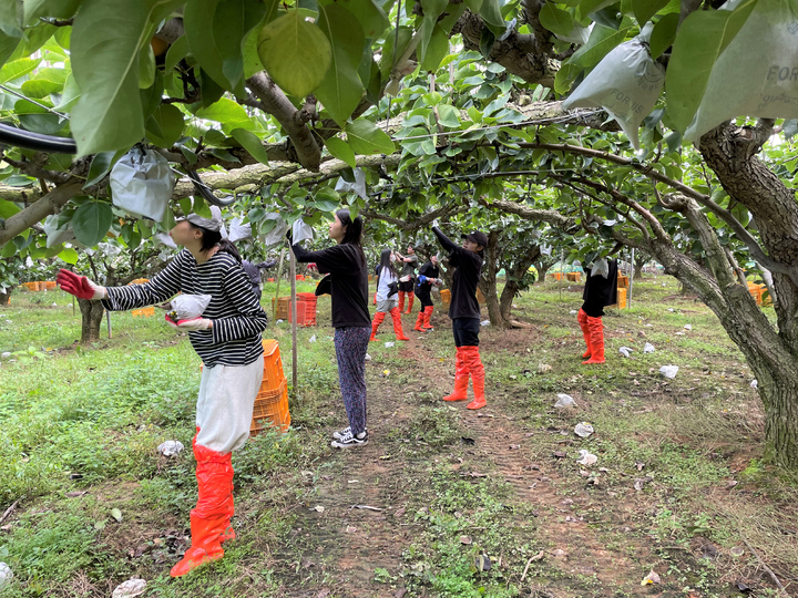 [무안=뉴시스] 농촌일손돕기에 나선 지원봉사자들이 과수 수확 작업을 하고 있다. (사진=전남도 제공) 2022.09.26. photo@newsis.com *재판매 및 DB 금지