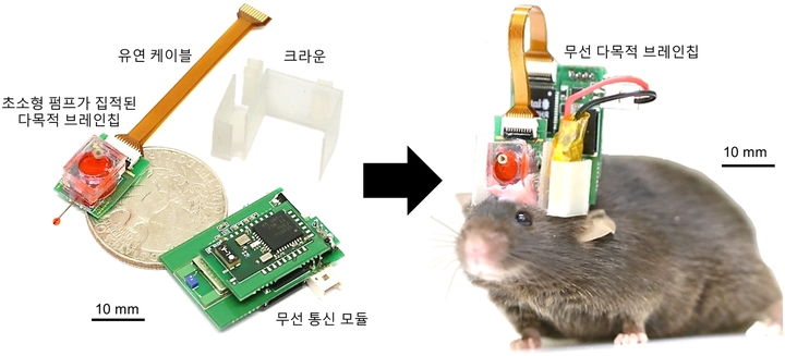 약물 전달와 뇌신호 측정이 동시에 가능한 무선 다목적 브레인칩과 이를 장착한 생쥐 사진(사진 : 고려대의료원 제공) *재판매 및 DB 금지