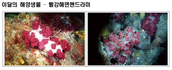 [10월 해양생물]붉은자태 뽐내는 빨강해면맨드라미