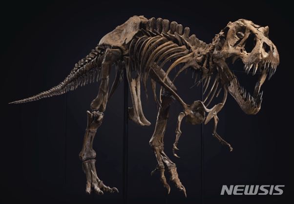 [서울=뉴시스]역대 경매에서 판매된 공룡 골격 화석 중 세계 최고 기록을 보유한 티라노사우루스 스탠(Stan the Tyrannosaurus Rex). 2020년 10월 크리스티 뉴욕에서 한화 약 368억 원에 낙찰됐다. (추정가 US$6,000,000 – 8,000,000낙찰가(구매자 수수료 포함): US$31,847,500). 사진=크리스티 홍콩 제공.