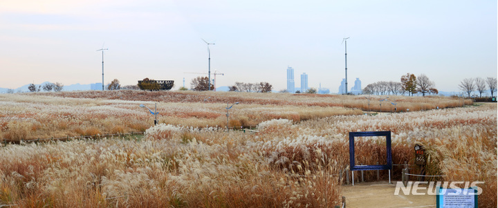 [서울=뉴시스]서울시는 오는 15~21일 마포구 월드컵공원 내 하늘공원에서 '제21회 서울억새축제'를 시작한다고 9일 밝혔다. (사진=서울시 제공). 2022.10.09. photo@newsis.com