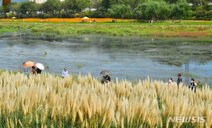 [장성=뉴시스] 장성 황룡강에 식재한 팜파스가 이국적인 풍경을 선사한다. (사진=장성군 제공) 2022.10.07. photo@newsis.com