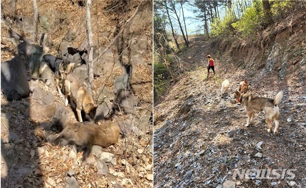 [세종=뉴시스] 탐지견이 야생멧돼지 폐사체 수색 훈련을 하고 있는 모습. (사진= 국립야생동물질병관리원 제공) 