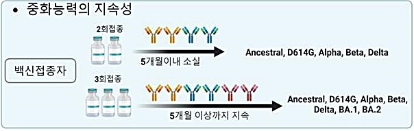 [대전=뉴시스] 2회와 3회 백신접종자의 중화항체능력 비교. *재판매 및 DB 금지