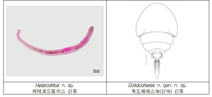 [서울=뉴시스] 환경부 소속 국립생물자원관은 독도와 울릉도 생물다양성 조사 결과 신종 후보 종을 포함해 무척추동물 13종을 발견했다고 밝혔다.(자료=국립생물자원관 제공) *재판매 및 DB 금지 *재판매 및 DB 금지