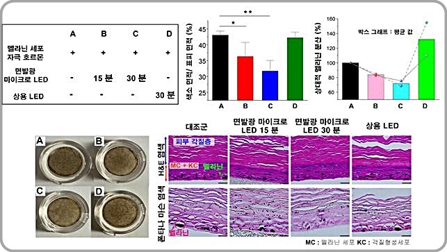 [대전=뉴시스] 인간 피부 세포를 통한 면발광 마이크로 LED 패치의 멜라닌 생성 억제 효과 연구 요약도. *재판매 및 DB 금지