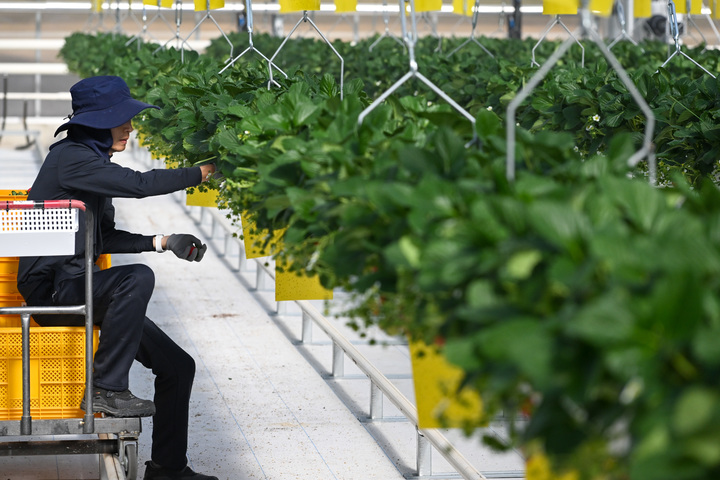 [상주=뉴시스] 경북 상주시 '상주 스마트팜 혁신밸리'에서 쳥년창업 보육센터 교육생이 직접 재배한 딸기를 수확하고 있다. (사진=농식품부 공동취재단) *재판매 및 DB 금지