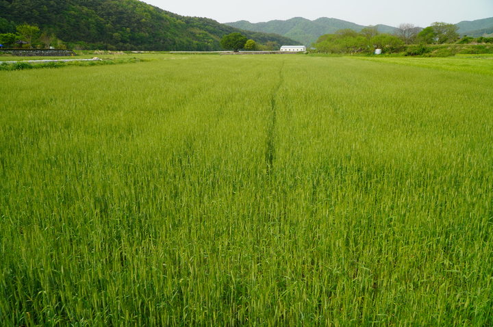 토종밀 재배. (사진=뉴시스DB) *재판매 및 DB 금지