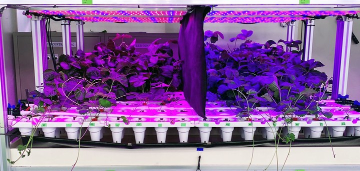 충북 농기원, 무병 딸기 묘 생산 LED 다단재배 장치 특허 출원