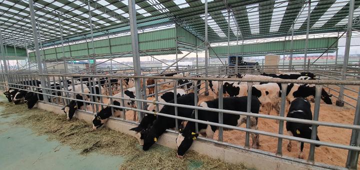 [세종=뉴시스] 경기 화성시에 위치한 검역시행장에 네팔 지원 예정인 젖소가 입소해 있다. (사진=농림축산식품부 제공) *재판매 및 DB 금지