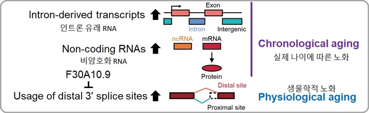 [대전=뉴시스] KAIST가 예쁜꼬마선충을 활용해 노화과정에서 RNA의 총체적인 변화를 분석, 생체 노화 정도를 측정할 수 있는 새 RNA 지표를 발견했다. 연구 요약도. *재판매 및 DB 금지