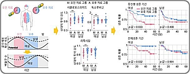 [대전=뉴시스] 림프종 환자들을 위한 시간항암요법 개발. 오후에 주로 치료를 받은 여성 환자 그룹은 60개월 이후 13% 환자들만이 병이 악화됐고 2%의 환자들이 사망했다. 반면 오전에 주로 치료를 받은 그룹은 37%의 환자들이 병이 악화되고 25%의 환자들이 사망했다. 남성의 경우 유의미한 치료 효율 차이가 없다. *재판매 및 DB 금지