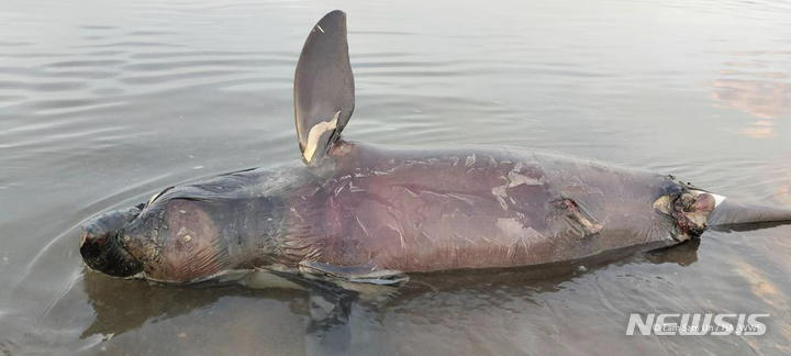 [코트렁(캄보디아)=AP/뉴시스]세계야생생물기금(WWF)이 제공한 사진에 지난 24일 캄보디아 크라티에 지방 코트렁의 메콩강에서 죽은 채 발견된 이라와디 돌고래(일명 메콩강 돌고래)의 모습이 보인다. 불과 수십 마리밖에 남지 않아 멸종위기에 처한 담수 돌고래 3마리가 열흘 사이에 죽은 사체로 발견돼 캄보디아의 환경보호론자들을 충격에 빠트렸다. 2022.12.26