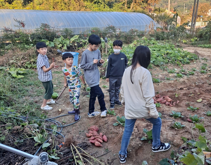 지난해부터 농촌유학사업을 운영하고 있는 순창군 복흥면의 '엄마품자연품 농촌유학센터'를 통해 농촌유학 중인 도시학생들이 고구마캐기에 나선 모습이다. *재판매 및 DB 금지