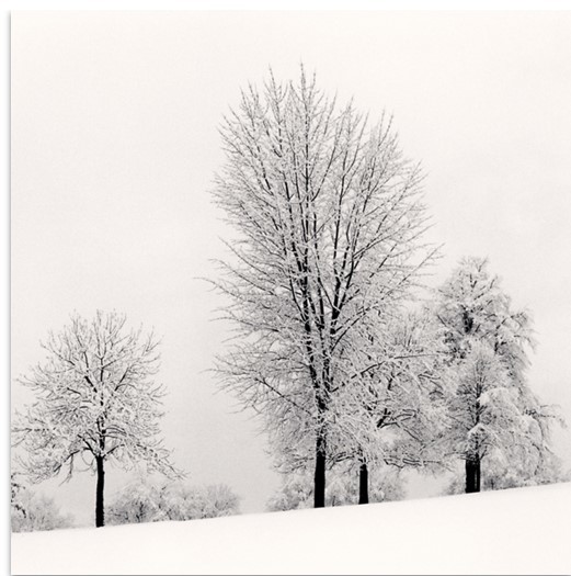 Snowy Trees, Bath, Avon, England. 1987 @ Michael Kenna. 사진제공 공근혜갤러리 *재판매 및 DB 금지