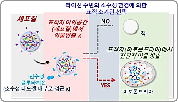 [대전=뉴시스] 미토콘드리아 표적 약물 전달 및 방출 나노겔의 세포 내 작용 개념도. *재판매 및 DB 금지