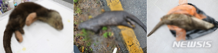 [광주=뉴시스] 김혜인 기자 = 최근 5년간 광주 지역에서 교통사고로 죽은 수달들의 사체. 2023.02.04. (사진=문화재청 제공) photo@newsis.com
