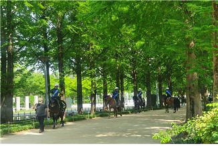 [서울=뉴시스] 서울숲 순찰하는 말들.(사진=서울시 제공) *재판매 및 DB 금지