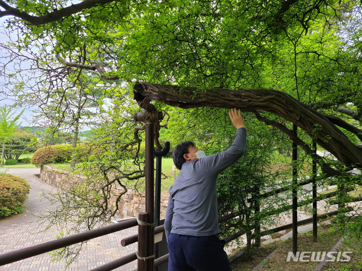 [성남=뉴시스] 나무 의사가 성남지역 내 수목 상태를 진단하고 있다