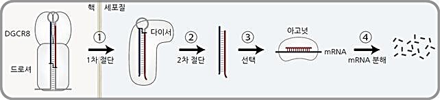 [대전=뉴시스]마이크로RNA의 생성 경로와 기능. 마이크로RNA 최초 전사체는 핵 내에서 드로셔-DGCR8 단백질 복합체에 의해서 1차 절단돼 세포질로 방출, 다이서에 의해 2차 절단된다. 그 결과 생성된 마이크로RNA 이중나선은 아고넛에 결합해 그 중 한 가닥이 남아 복합체를 완성한다. 아고넛에 들어간 마이크로RNA는 mRNA에 결합해 mRNA를 분해, mRNA로부터 단백질이 만들어지는 것을 막는다. 이 현상이 RNA간섭(RNAi)이다. *재판매 및 DB 금지