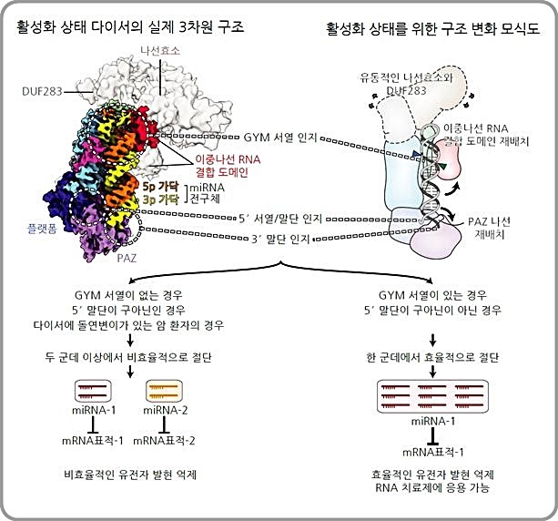 [대전=뉴시스] 다이서의 활성화 상태 구조와 마이크로RNA 전구체 서열의 중요성. 결합한 마이크로RNA 전구체는 다이서에 의해 절단된다(위). 마이크로RNA 전구체가 GYM 서열 등 최적의 서열을 가진다면 다이서는 정확하고 효율적으로 자를 수 있어 균질한 마이크로RNA가 대량 만들어질 수 있다. *재판매 및 DB 금지