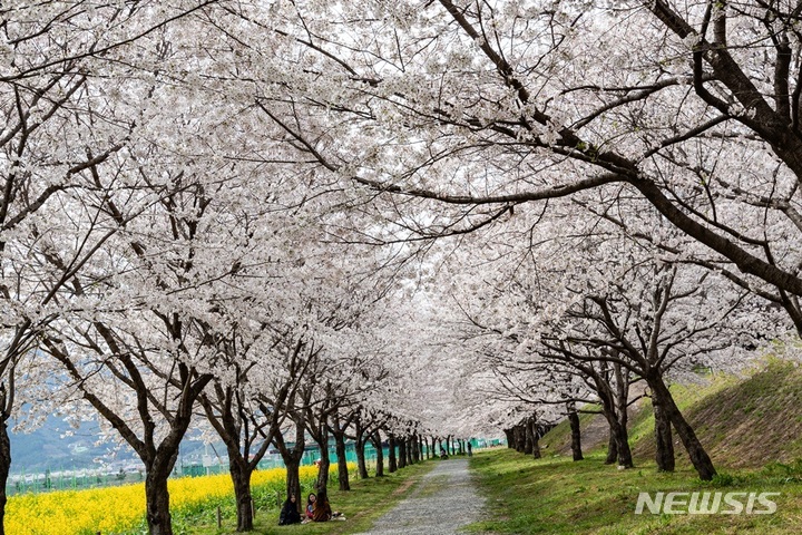 경남 밀양시 영남루 수변공원 벚꽃길