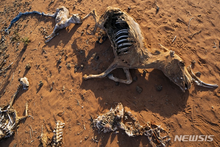 [돌로우(소말리아)=AP/뉴시스] 몇년 째 우기에 비가오지 않는 극심한 한발로 2022년 9월 말라죽은 아프리카 소말리아의 가축과 당나귀의 시신 사진. 2023.06.01 