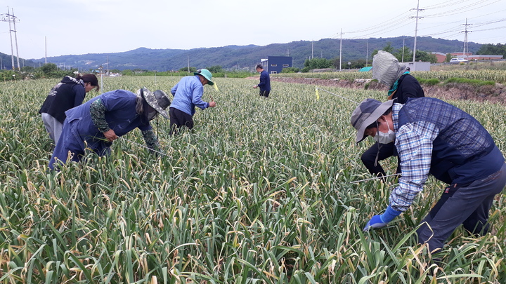 '의성에서 두 달 살아보기' 참가자들이 마늘재배 체험을 하고 있다. (사진=의성군 제공) *재판매 및 DB 금지