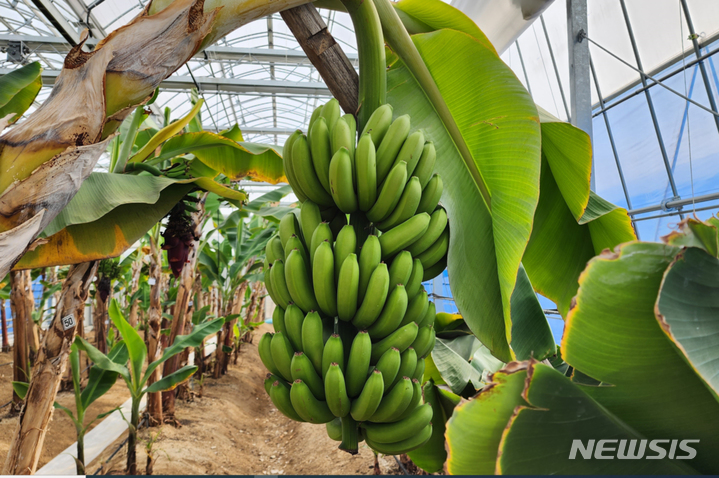 충북 제천시농업기술원 시설하우스에서 실증실험 재배한 바나나가 주렁주렁 열매를 맺어 눈길을 끌고 있다. (사진=제천시 제공) 2023.3.21. photo@newsis.com *재판매 및 DB 금지