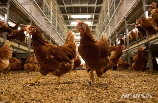 "닭발 먹자" 이집트 정부 제안에 뿔난 국민들…왜?