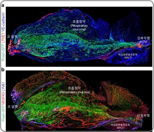 [대전=뉴시스] 생쥐 비강 내 혈관 및 림프관 3차원 구조.(사진=IBS 제공) *재판매 및 DB 금지
