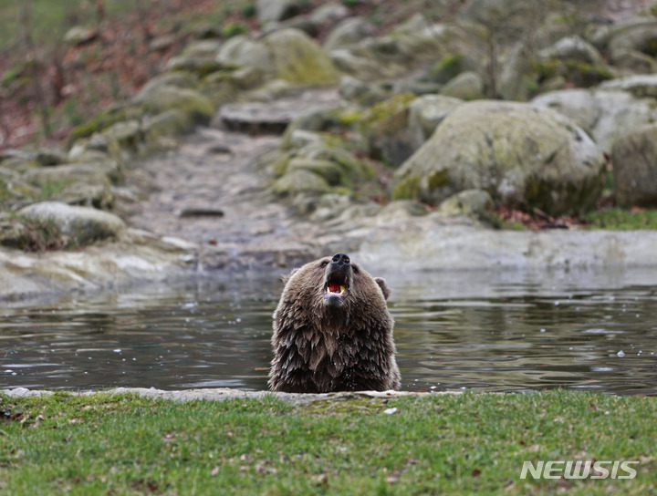 [AP/뉴시스] 26일 독일 탈레시 동물원에서 동면에서 깨어난 갈색 암콤이 놀고 있다 