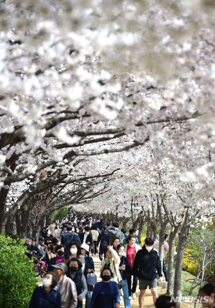 [대구=뉴시스] 이무열 기자 = 26일 오후 대구 동구 금호강변 둔치에서 시민들이 벚꽃길을 산책하고 있다. 2023.03.26. lmy@newsis.com