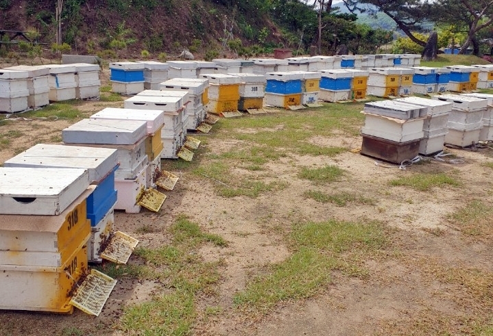 양봉농가 40% 꿀벌 사라져…충주시, 긴급 지원