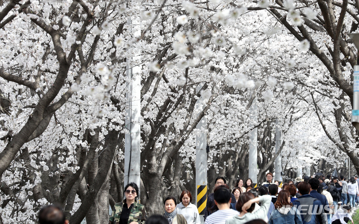 [세종=뉴시스] 강종민 기자 = 30일 세종시 조치원읍 조천변에서 시민들이 만개한 벚꽃을 보며 포근한 봄날씨를 즐기고 있다.. 2023.03.30. ppkjm@newsis.com