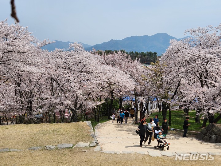 사천 선진리성 벚꽃축제 성료…아기자기한 행사 호응