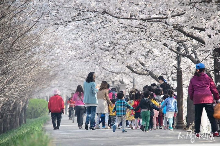 [뉴시스=세종]세종시 조치원읍 조천변에 흐드러진 벚꽃길을 어린들이들 걷고 있다.(사진=세종시) *재판매 및 DB 금지