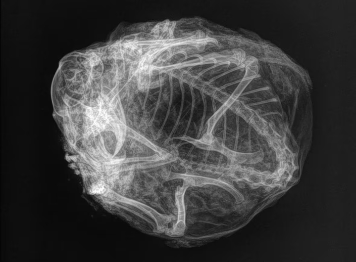 [서울=뉴시스] 3만년 전 미라가 된 북극 땅다람쥐의 단단한 뼈가 보이는 X-레이 사진 모습이다. (출처 : 캐나다 CBC뉴스)2023.04.03. *재판매 및 DB 금지