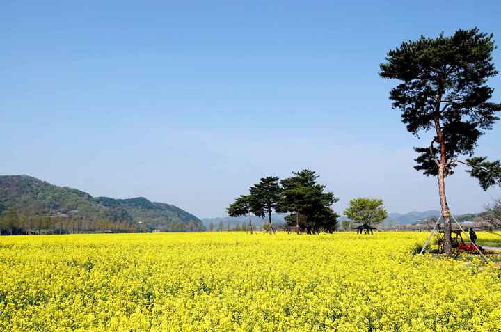 창녕 낙동강 유채단지 전경. *재판매 및 DB 금지