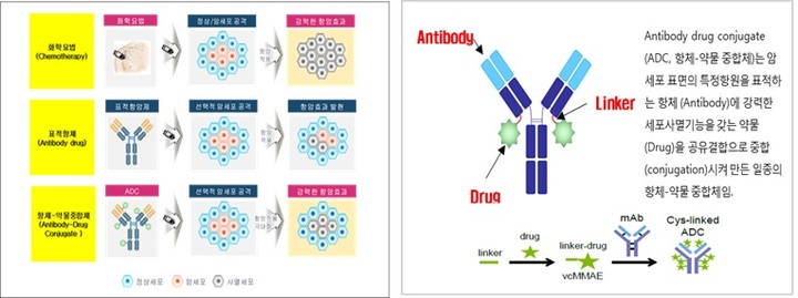 [서울=뉴시스] 항체-약물 접합체 (ADC) 개요 (사진=오송첨단의료산업진흥재단 제공) *재판매 및 DB 금지