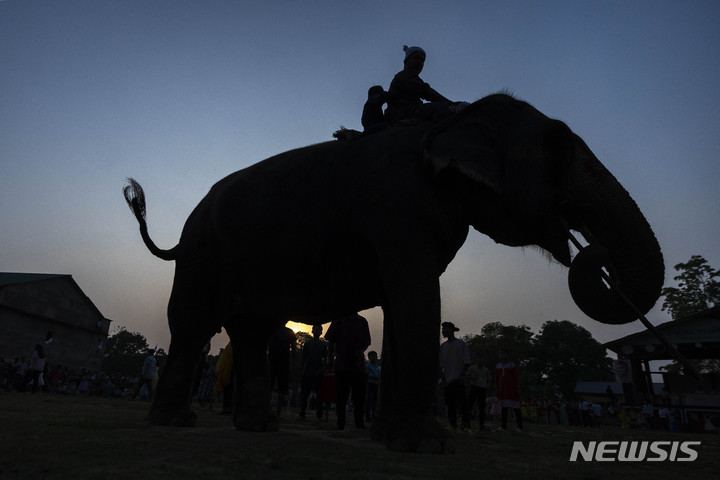 [구와하티,인도=AP/뉴시스] 인도 케랄라주 등지에서 야생 코끼리의 공격으로 주민이 사망하는 사건이 급증하자 당국이 안전 울타리 설치 등 주민 보호 정책 실행을 명령했다고 23일(현지 시간) BBC 등이 보도했다. 사진은 인도 구와하티에서 열린 축제 참가한 코끼리. 2024.02.23.