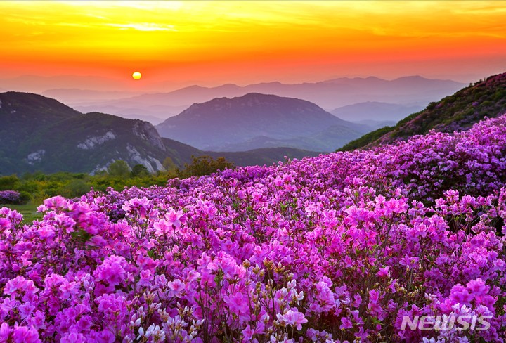 [창원=뉴시스] 경남 산청·합천 황매산철쭉제.(사진=경남도 제공) 2023.04.27. photo@newsis.com *재판매 및 DB 금지