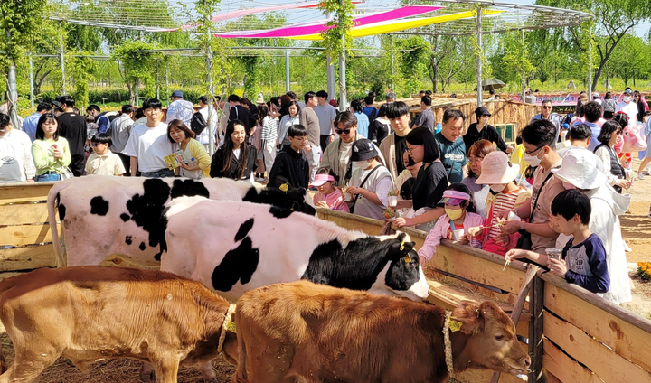 [함평=뉴시스] 전남 함평나비대축제 행사장의 축산 체험 프로그램. (사진=함평군 제공) photo@newsis.com *재판매 및 DB 금지