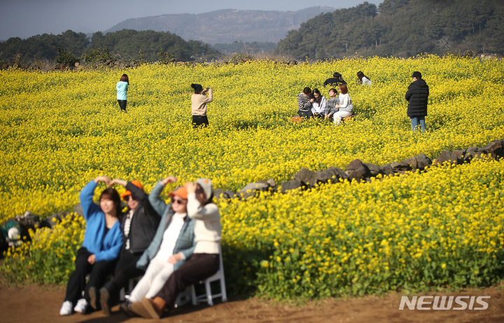 [서울=뉴시스] 우장호 기자 = 사진은 지난 1월 8일 오전 제주 서귀포시 성산일출봉 인근 유채꽃밭을 찾은 가족 단위 관광객들이 즐거운 시간을 보내고 있는 모습. 2023.05.04. *재판매 및 DB 금지