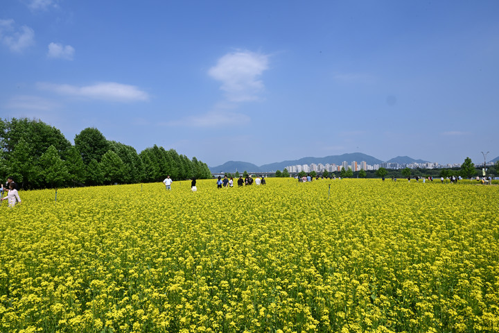 구리 유채꽃 예술제 축체장에 조성된 유채꽃 단지. (사진=구리시 제공) *재판매 및 DB 금지