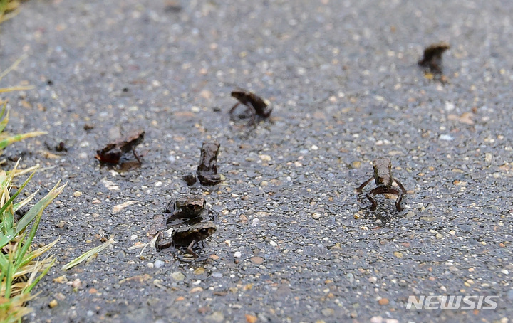 [대구=뉴시스] 이무열 기자 = 18일 오전 전국 최대 두꺼비 산란지인 대구 수성구 욱수동 망월지에서 태어난 새끼 두꺼비들이 서식지인 욱수산으로 이동하고 있다. 새끼 두꺼비는 5월 중순에서 6월 초 비가 오거나 습한 날 서식지로 이동한다. 2023.05.18. lmy@newsis.com