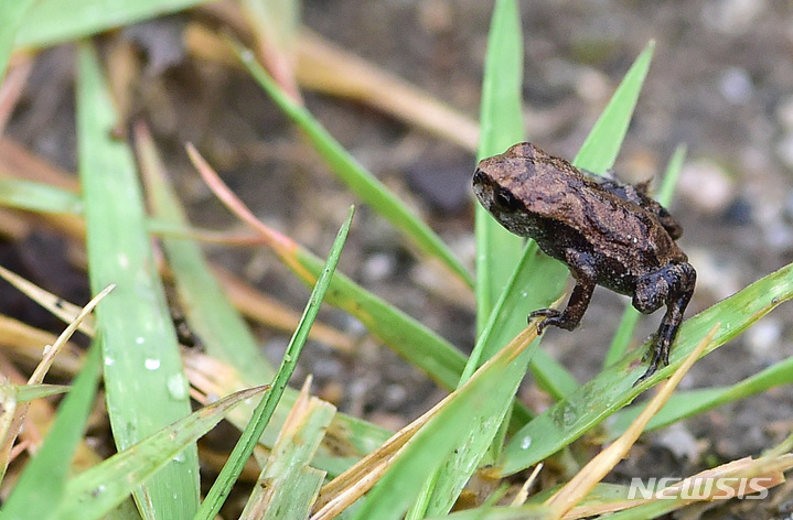 [대구=뉴시스] 이무열 기자 = 18일 오전 전국 최대 두꺼비 산란지인 대구 수성구 욱수동 망월지에서 태어난 새끼 두꺼비들이 서식지인 욱수산으로 이동하고 있다. 새끼 두꺼비는 5월 중순에서 6월 초 비가 오거나 습한 날 서식지로 이동한다. 2023.05.18. lmy@newsis.com