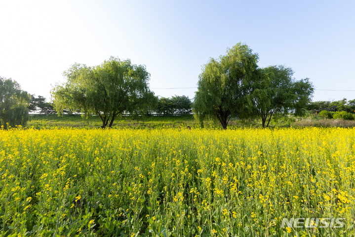 창릉천 유채꽃밭. (사진=고양시 제공)