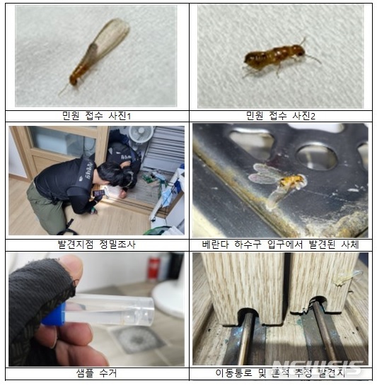 [세종=뉴시스] 지난 17일 서울 강남구 논현동 주택에서 외래 흰개미류가 나타났다는 민원 신고를 받고 환경 당국이 현장 조사 및 조치하는 모습. (자료= 환경부 제공)
