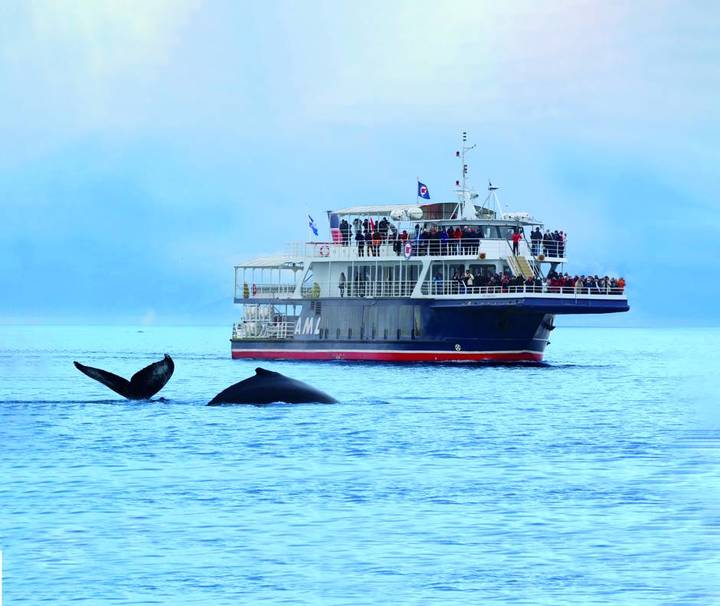 캐나다에서 만나는 고래. ⓒCroisieresaml (사진=캐나다관광청 제공) photo@newsis.com *재판매 및 DB 금지